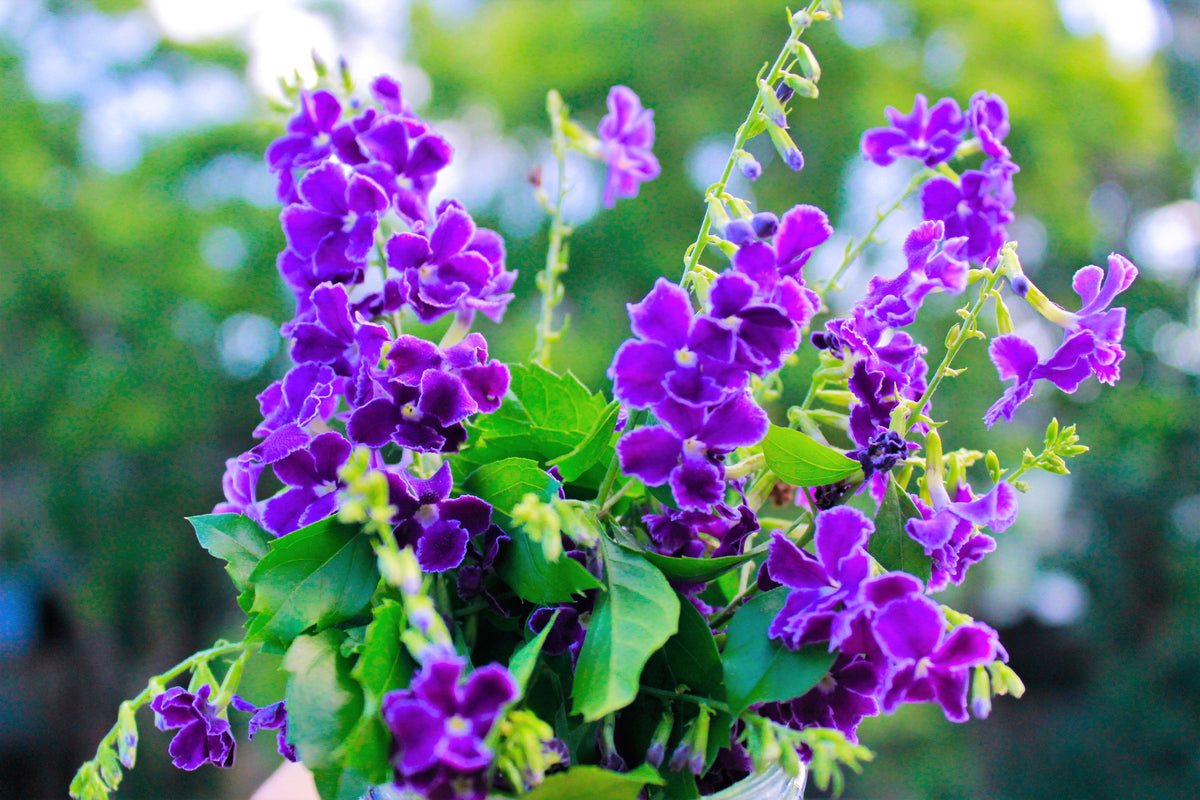 10 semillas de Duranta Erecta Repens, arbusto ornamental de bayas de color naranja, follaje dorado, flores blancas, violetas y moradas.