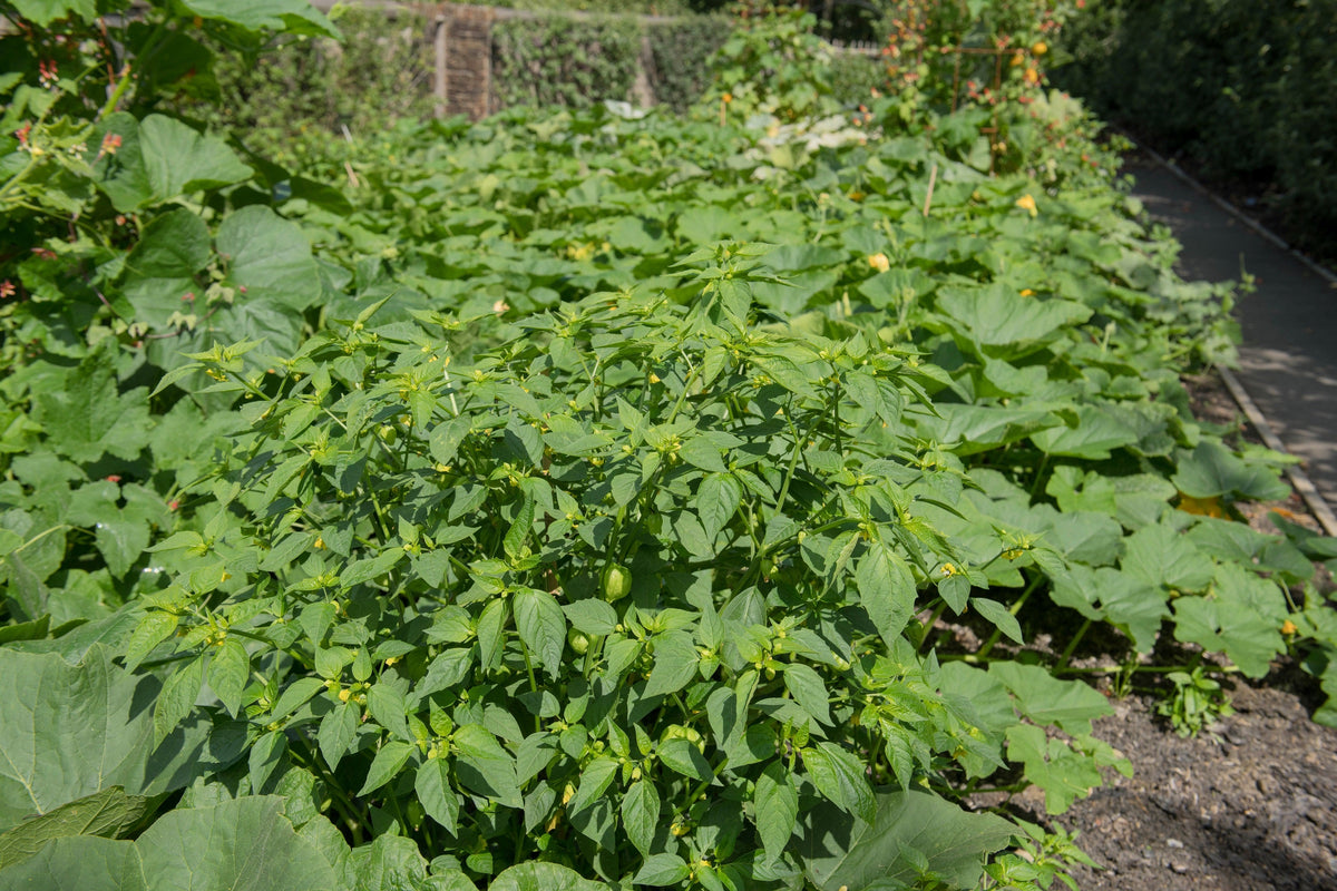50 PIÑA TOMATILLO Tomate Amarillo Physalis Ixocarpa Fruta Semillas de Vid