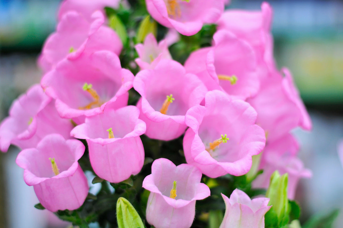 200 semillas de flores medianas de CAMPANULA (CANTERBURY BELLS - CAMPANULA) de color rosa