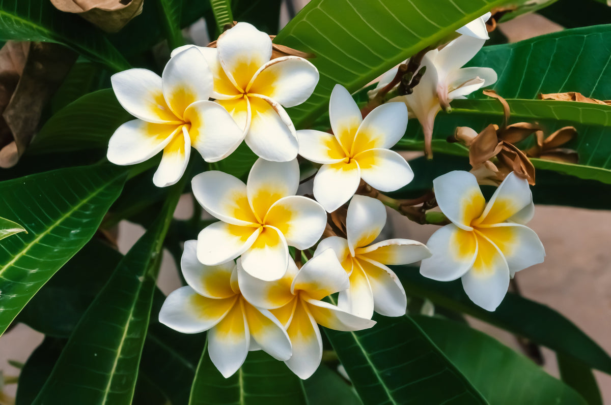 10 semillas de plumeria de colores variados - Lei Flower Frangipani Mix, arbusto fragante, árbol pequeño, rosa, rojo, amarillo, blanco, melocotón, dos tonos