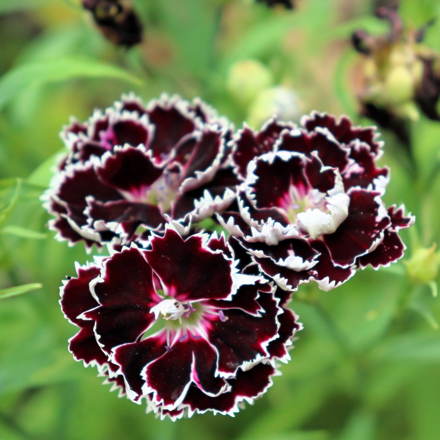 30 semillas de flores de clavel chino (Chianti Dianthus Chinensis, rosa china) en blanco y negro