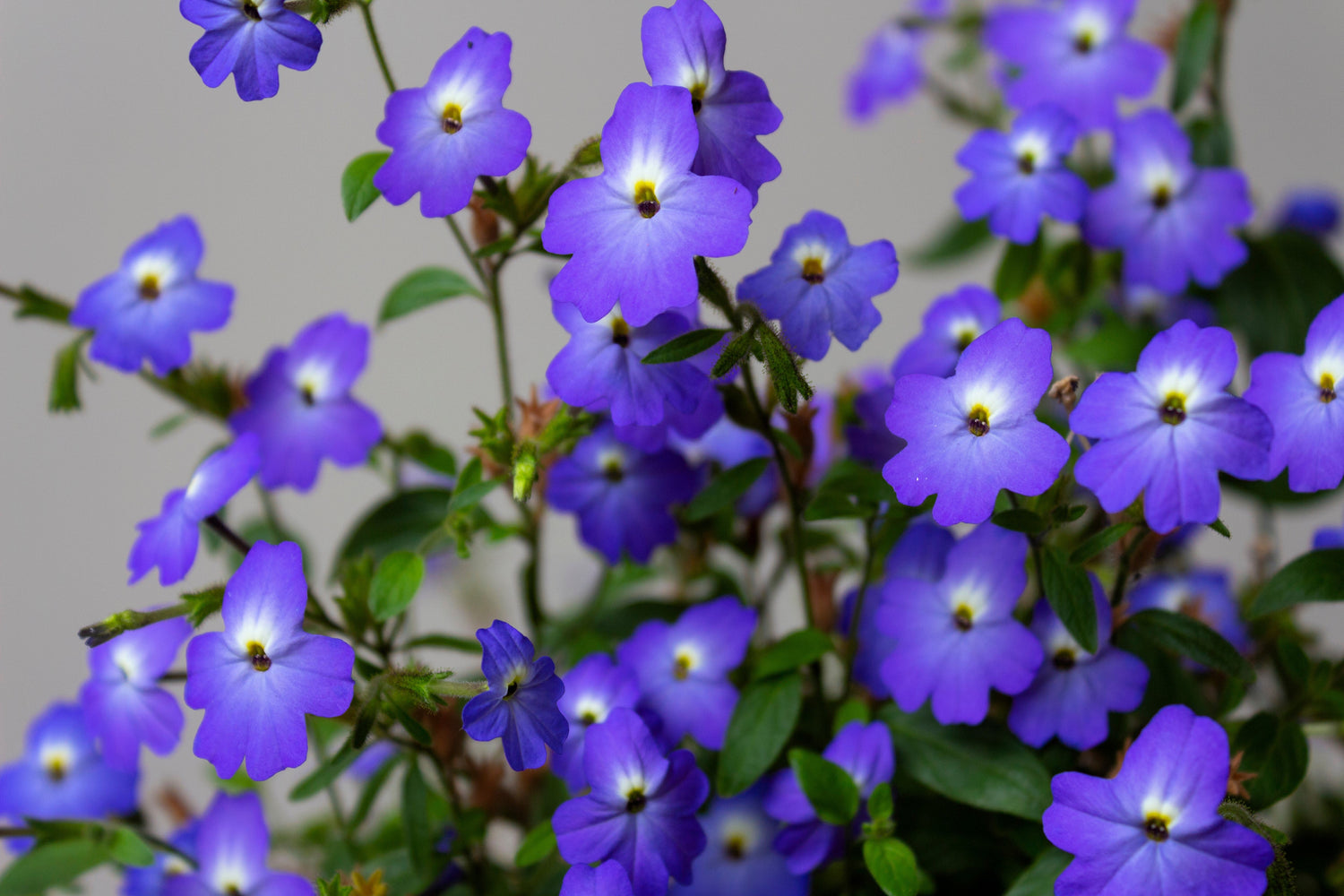 50 semillas de flor de amatista americana BROWALLIA, arbusto de flores violeta, azul y púrpura