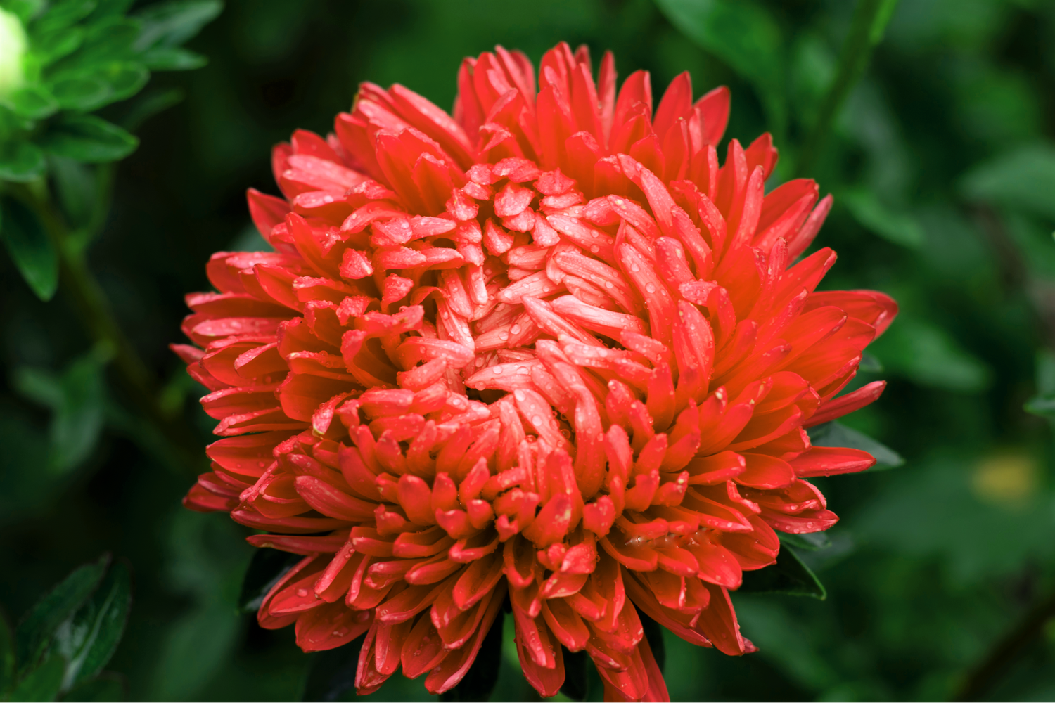 30 semillas de flores de peonía roja Callistephus de ASTER ESCARLATA doble