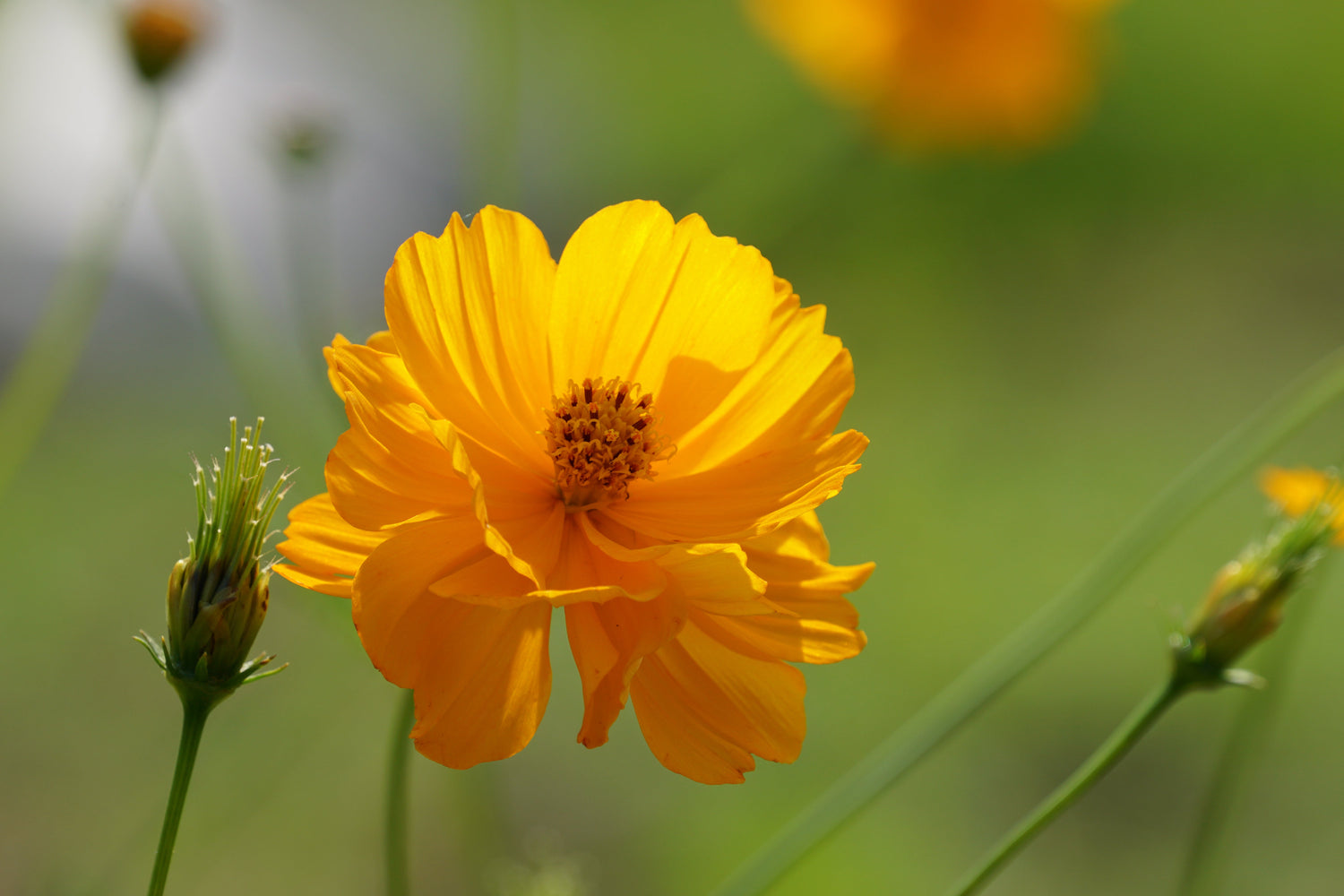 300 semillas de flores de Cosmos Bipinnatus de azufre amarillo