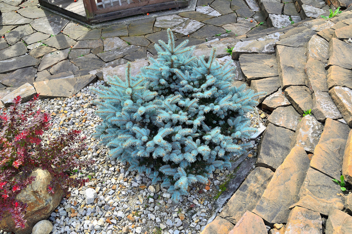 50 semillas de abeto azul de Colorado, árbol de Navidad, abeto blanco plateado, abeto perenne.