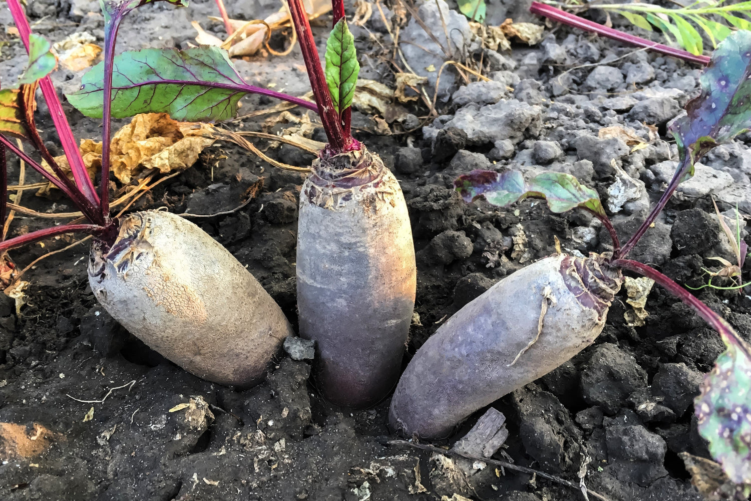 250 semillas de remolacha cilíndrica Beta Vulgaris