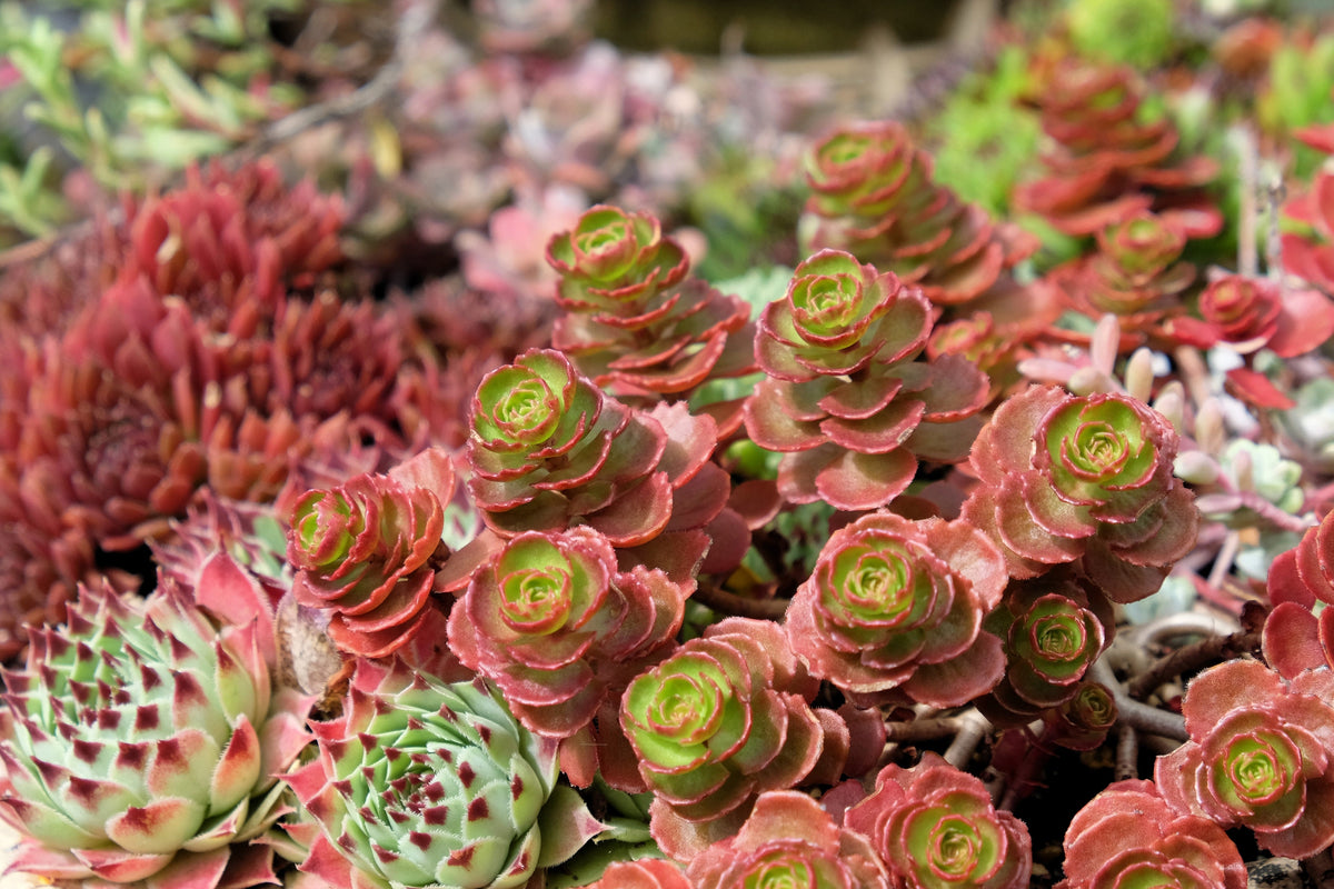50 Semillas de flores de DRAGONES rojos SANGRE SEDUM Stonecrop Sedum Spurium