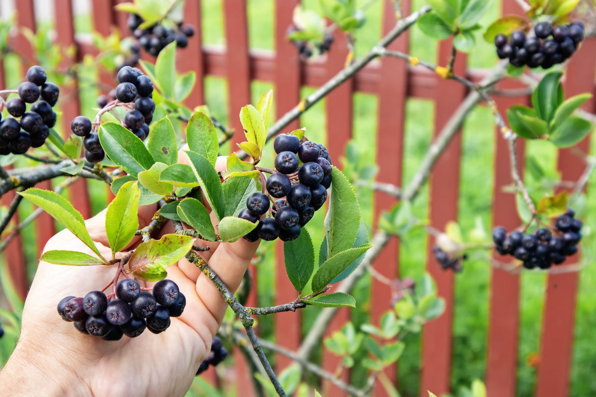 50 semillas de aronia negra (Aronia melanocarpa), arbusto de flores blancas y frutos.