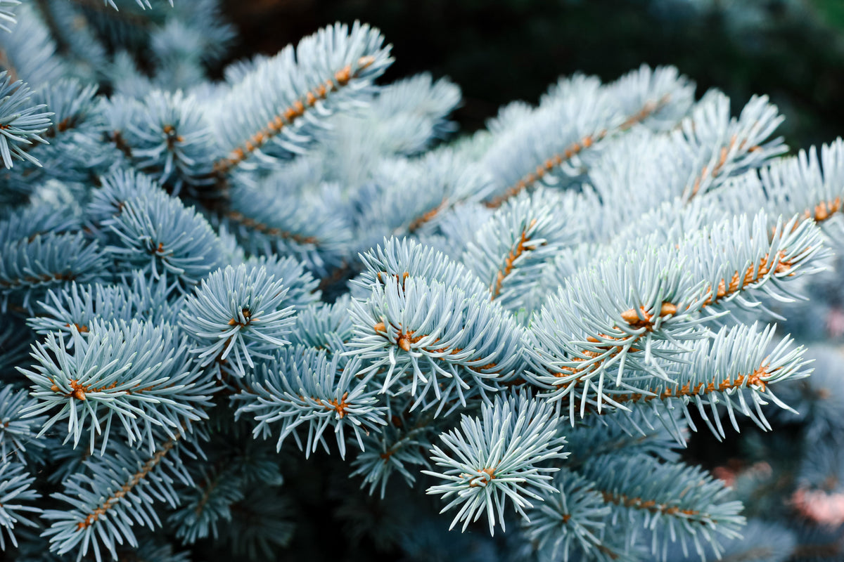 50 semillas de abeto azul de Colorado, árbol de Navidad, abeto blanco plateado, abeto perenne.