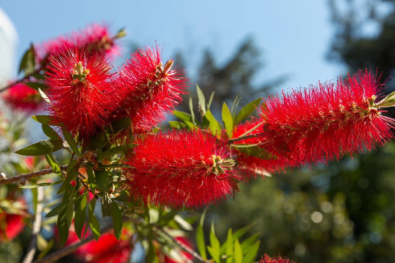 40 semillas de Callistemon Citrinus, arbusto floreciente, árbol pequeño, cepillo para botellas carmesí