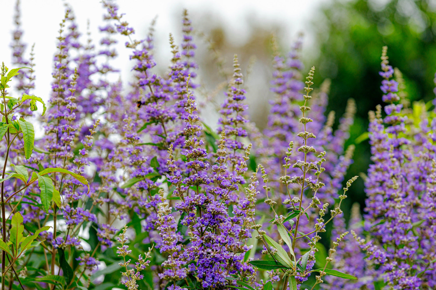 25 semillas de árbol de bayas castas, Vitex, Agnus Castus, pimienta del monje, flores fragantes moradas