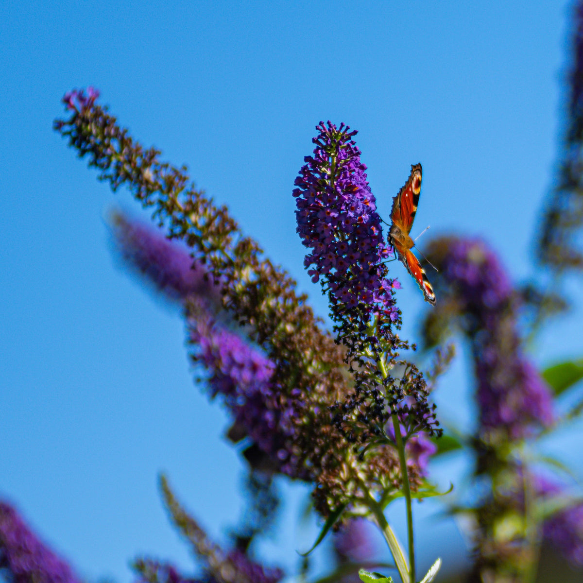 50 semillas de arbusto de mariposa morado oscuro Buddleja Davidii, arbusto de colibrí con flores fragantes