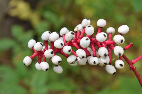 10 semillas de flor de OJOS DE MUÑECA, Baneberry blanco, Cohosh, Actaea, Pachypoda Alba
