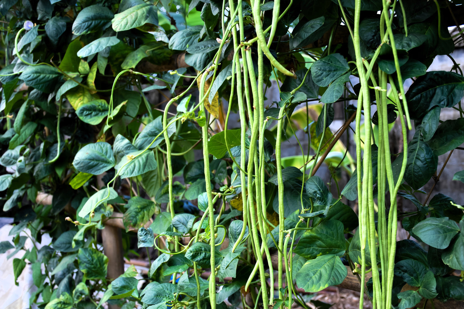 Semillas de vegetales de 30 yardas de largo, frijol espárrago, caupí, Phaseolus vulgaris
