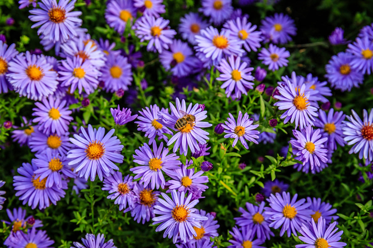 50 semillas de flores de ASTER BOTÓN DE ARROZ AZUL Dumosus