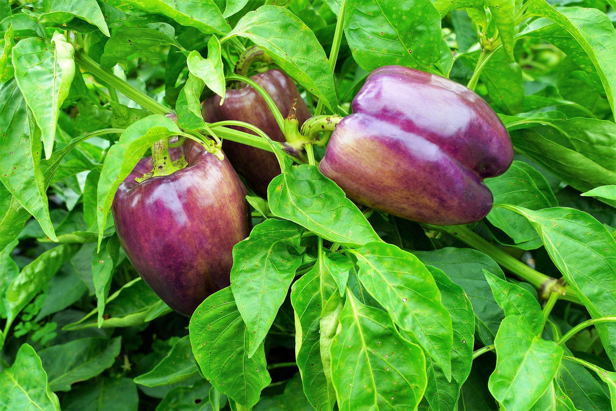 100 semillas de pimiento morrón lila Capsicum annuum, morada dulce y suave
