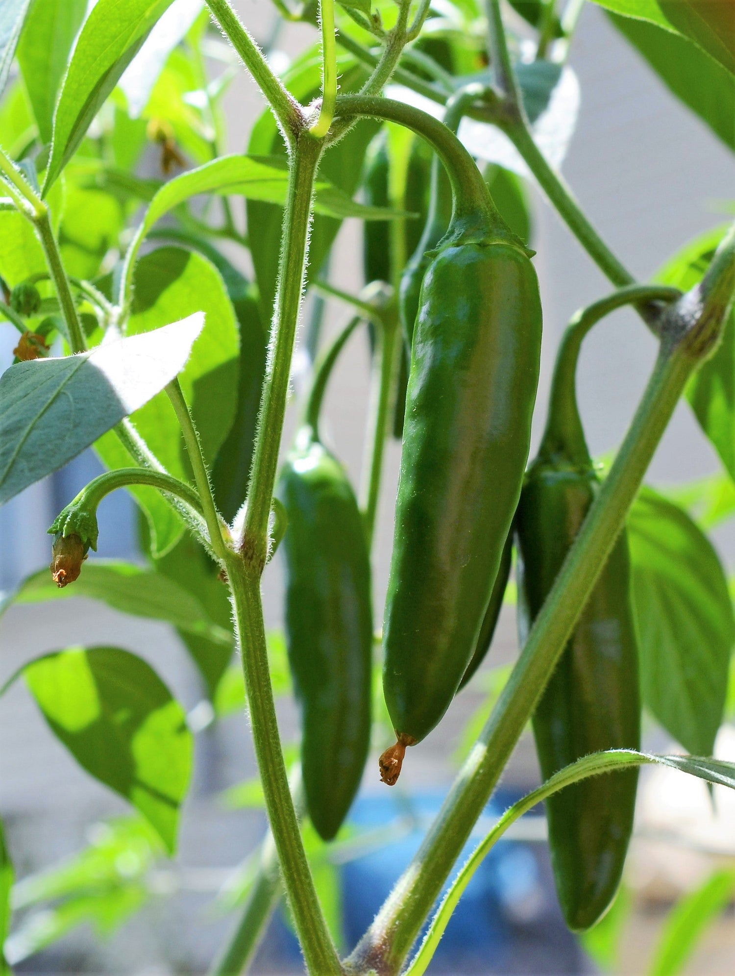 400 semillas de chile jalapeño picante Capsicum annuum, chile mexicano
