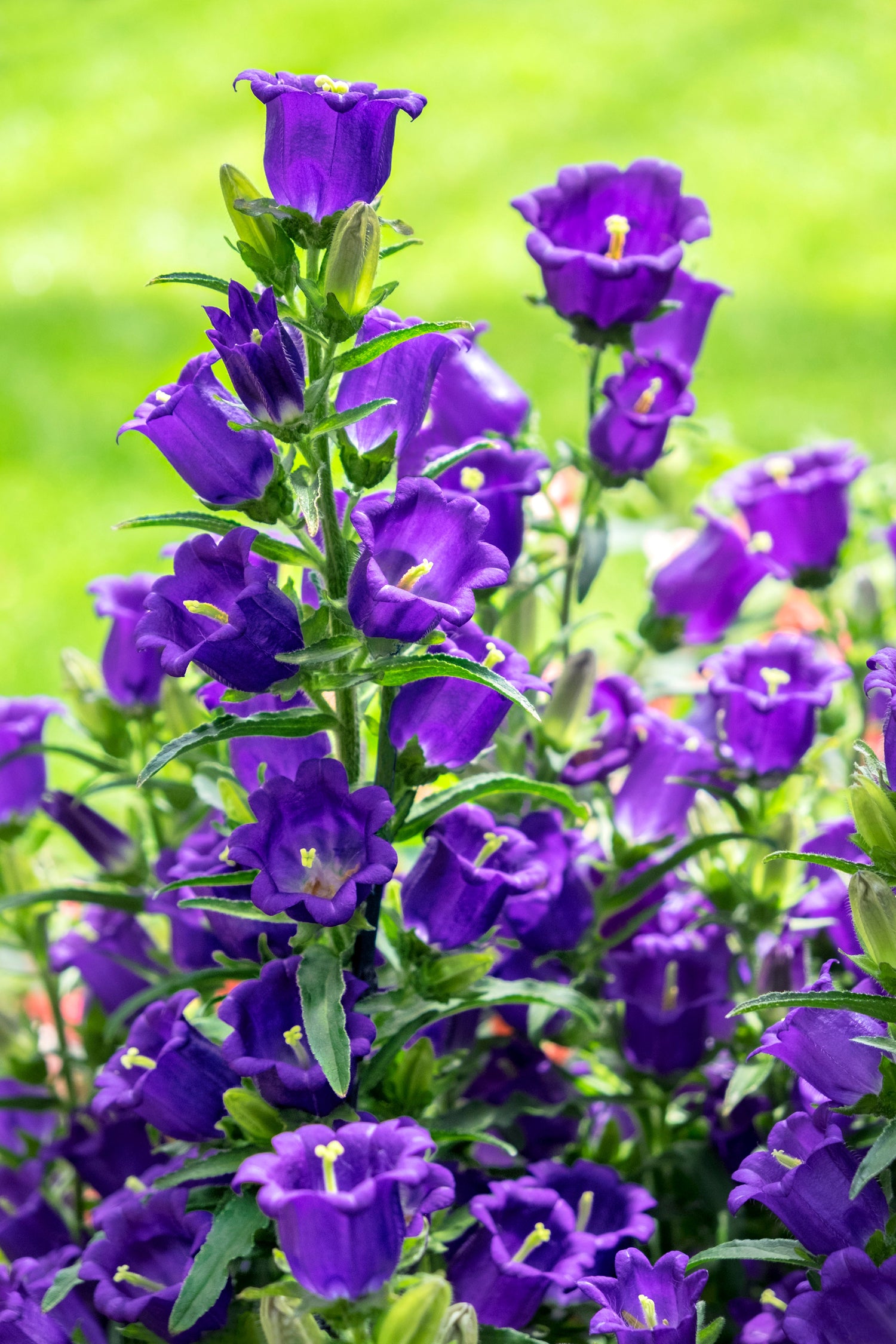 200 semillas de flores medianas de CAMPANULA (Campanula) azules