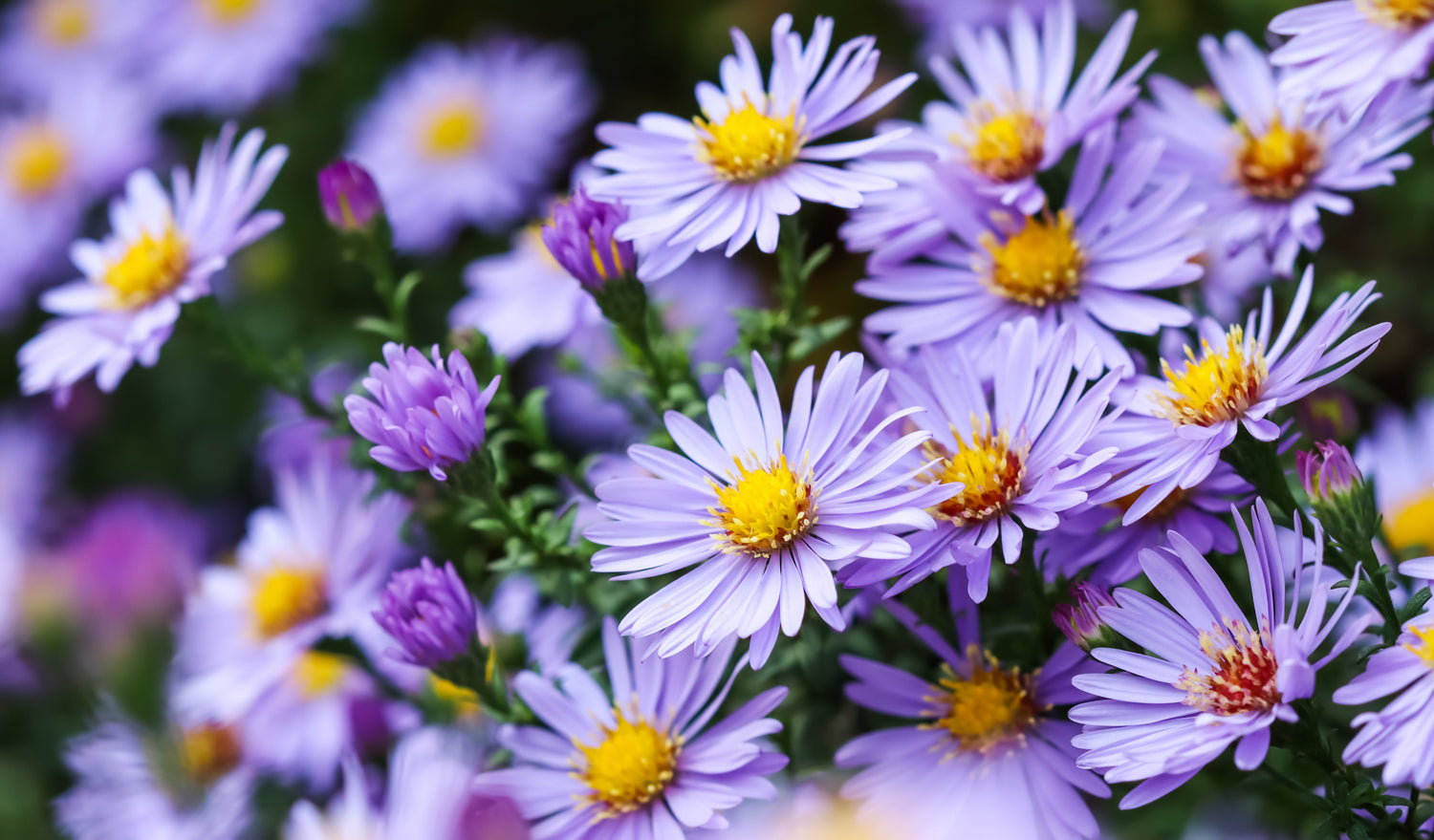 50 semillas de flores de ASTER BOTÓN DE ARROZ AZUL Dumosus