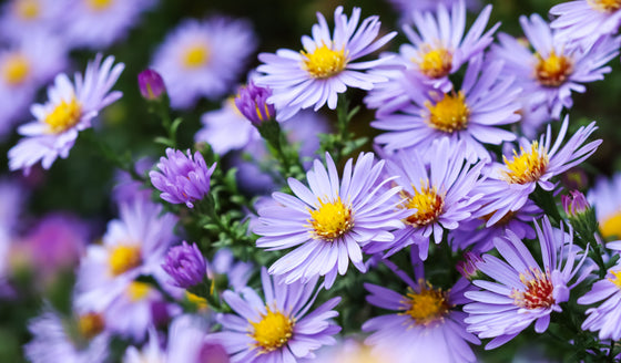 50 semillas de flores de ASTER BOTÓN DE ARROZ AZUL Dumosus