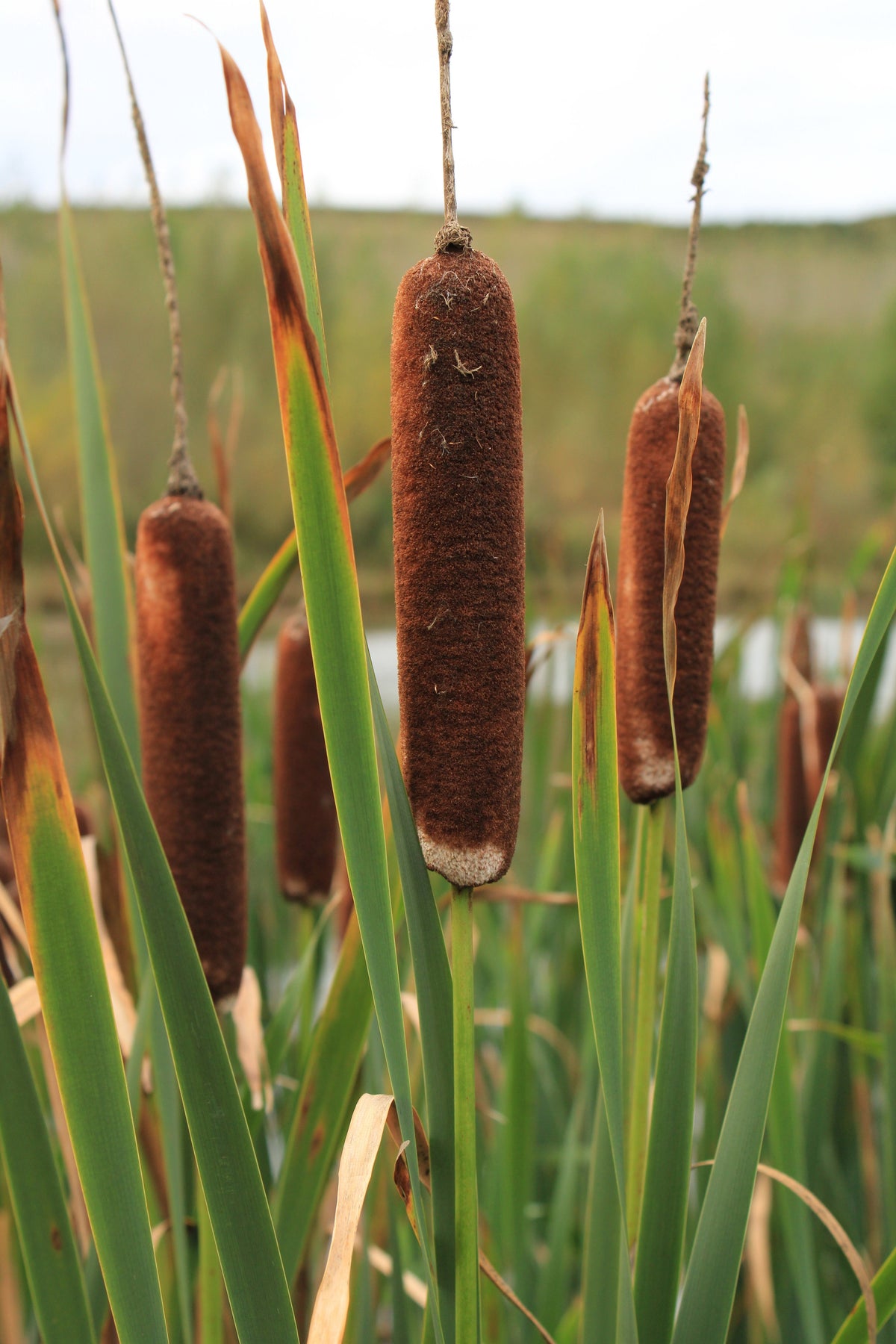 50 semillas de flores de cola de gato Typha Latifolia, hierba de estanque de agua