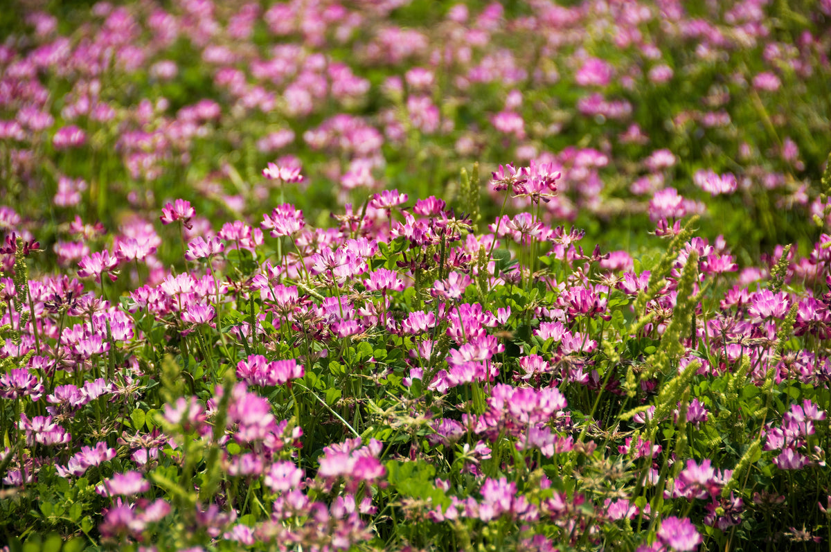 50 semillas de leguminosas de cobertura del suelo de Astragalus sinicus, flor rosa y morada