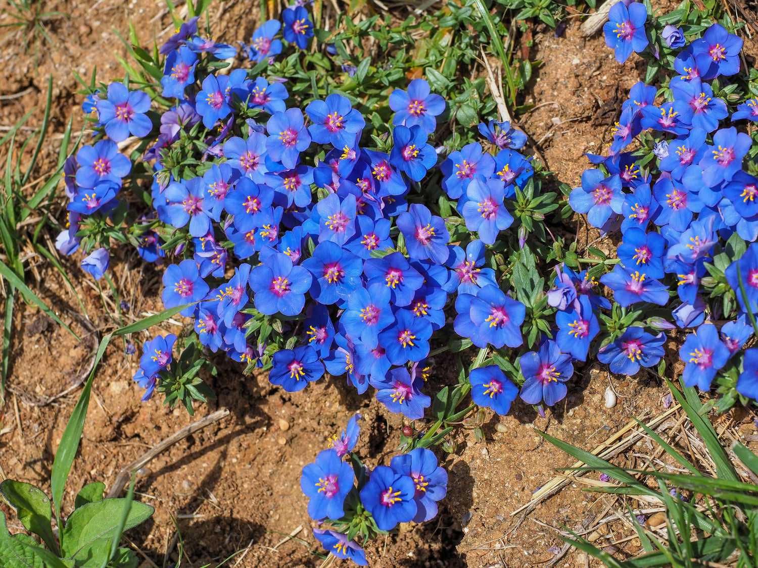 100 semillas de flores de pimpinela azul y escarlata Anagallis Monellii Anagallis Arvensis