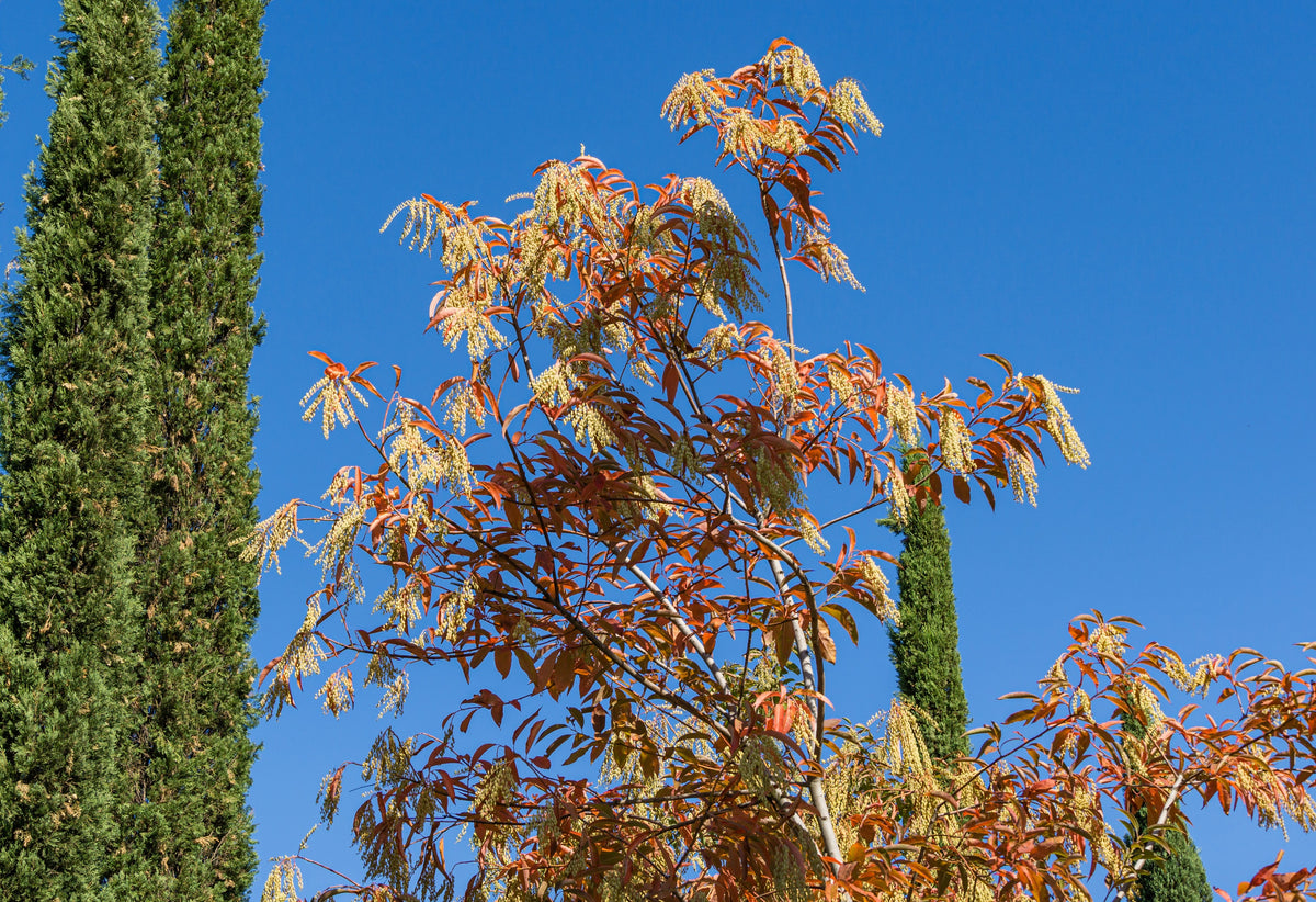 50 semillas de flores de lirio de los valles (acedera agria, Oxydendrum arboreum)