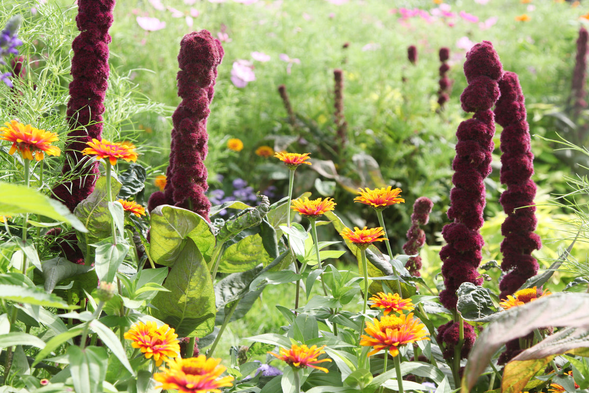 100 semillas orgánicas de Amaranto Cabeza de Elefante, Amaranthus Gangeticus, color rojo burdeos