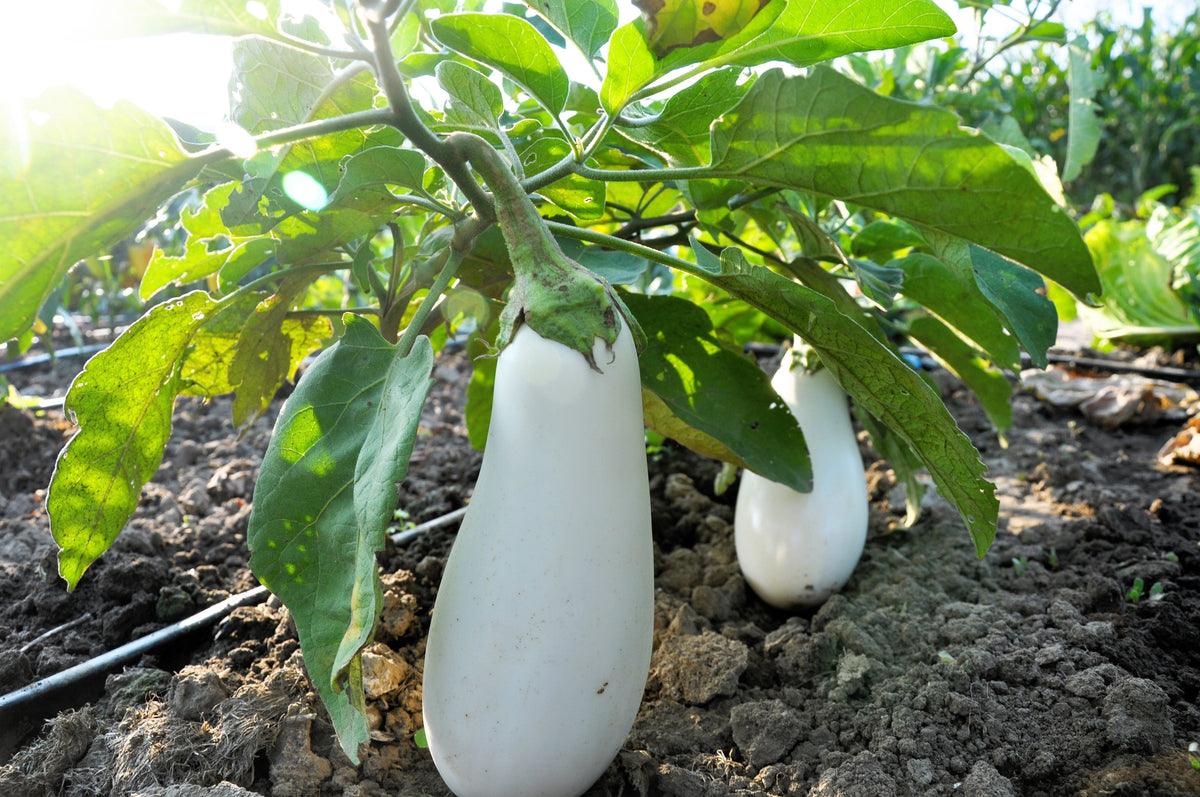 50 semillas de berenjena blanca CASPER Solanum melongena fruta/verdura