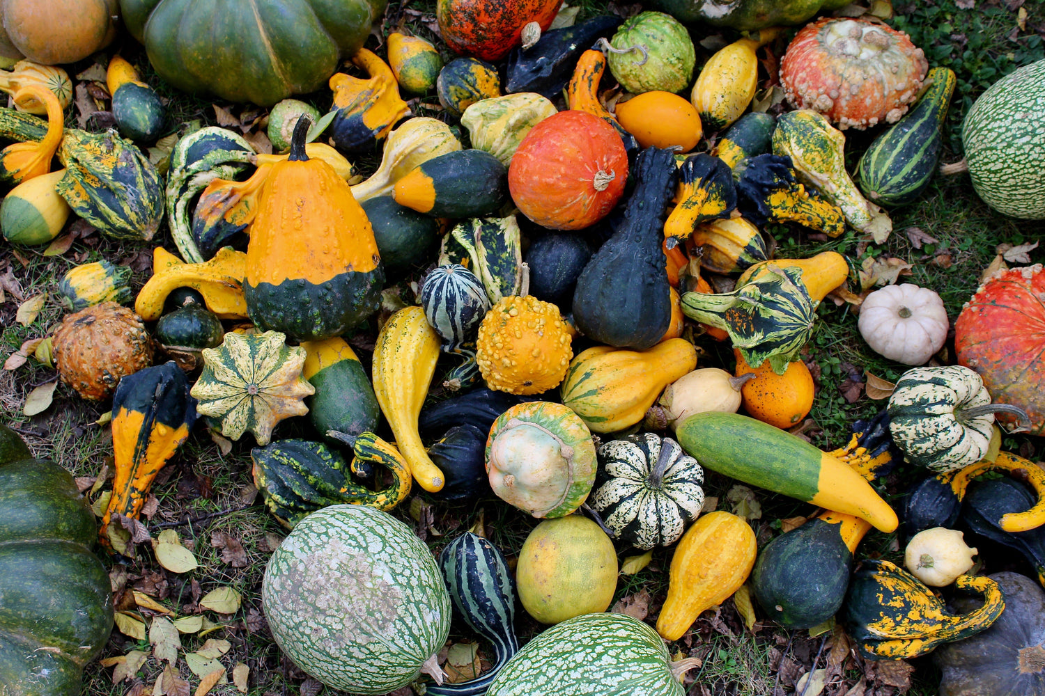 30 Semillas DE CALABAZA MIXTA Lagenaria Siceraria