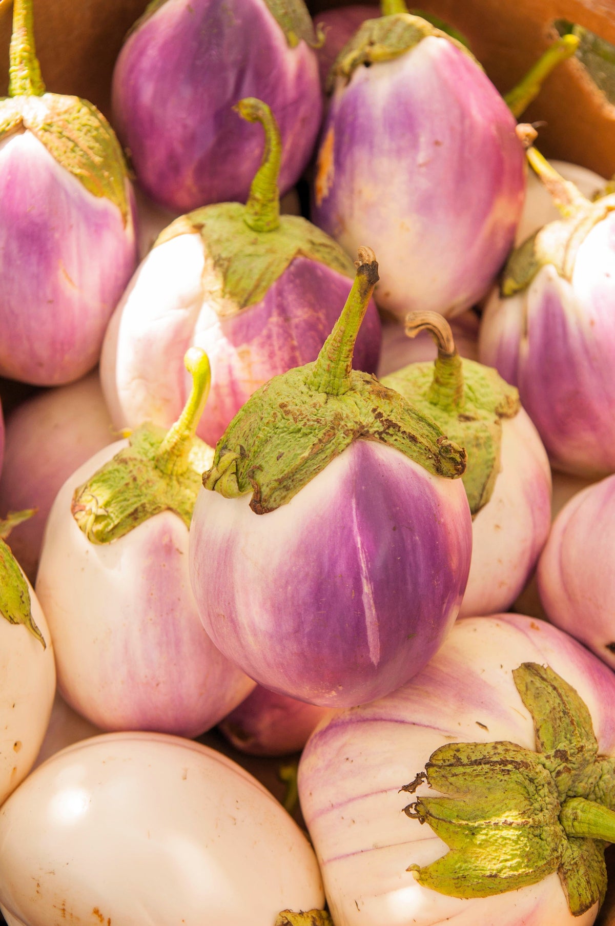 50 semillas orgánicas italianas de berenjena rosa blanca Solanum melongena esculentum