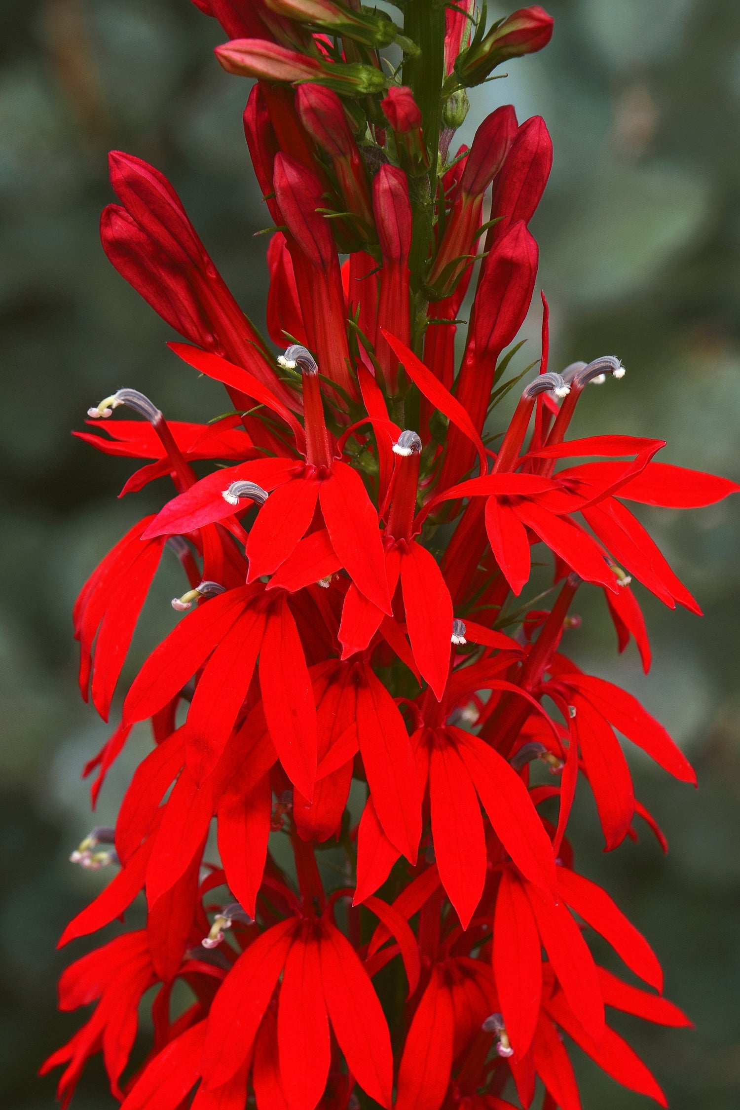 300 semillas de flor de lobelia cardenal