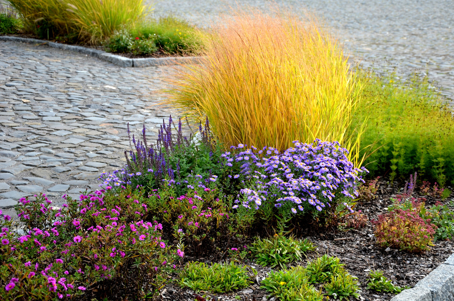 30 semillas de mijo morado ornamental (Panicum miliaceum violaceum)