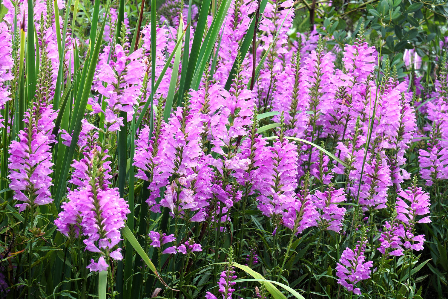 50 PINK Showy OBEDIENT PLANT (False Dragon Head) Physostegia Virginiana Flower Seeds