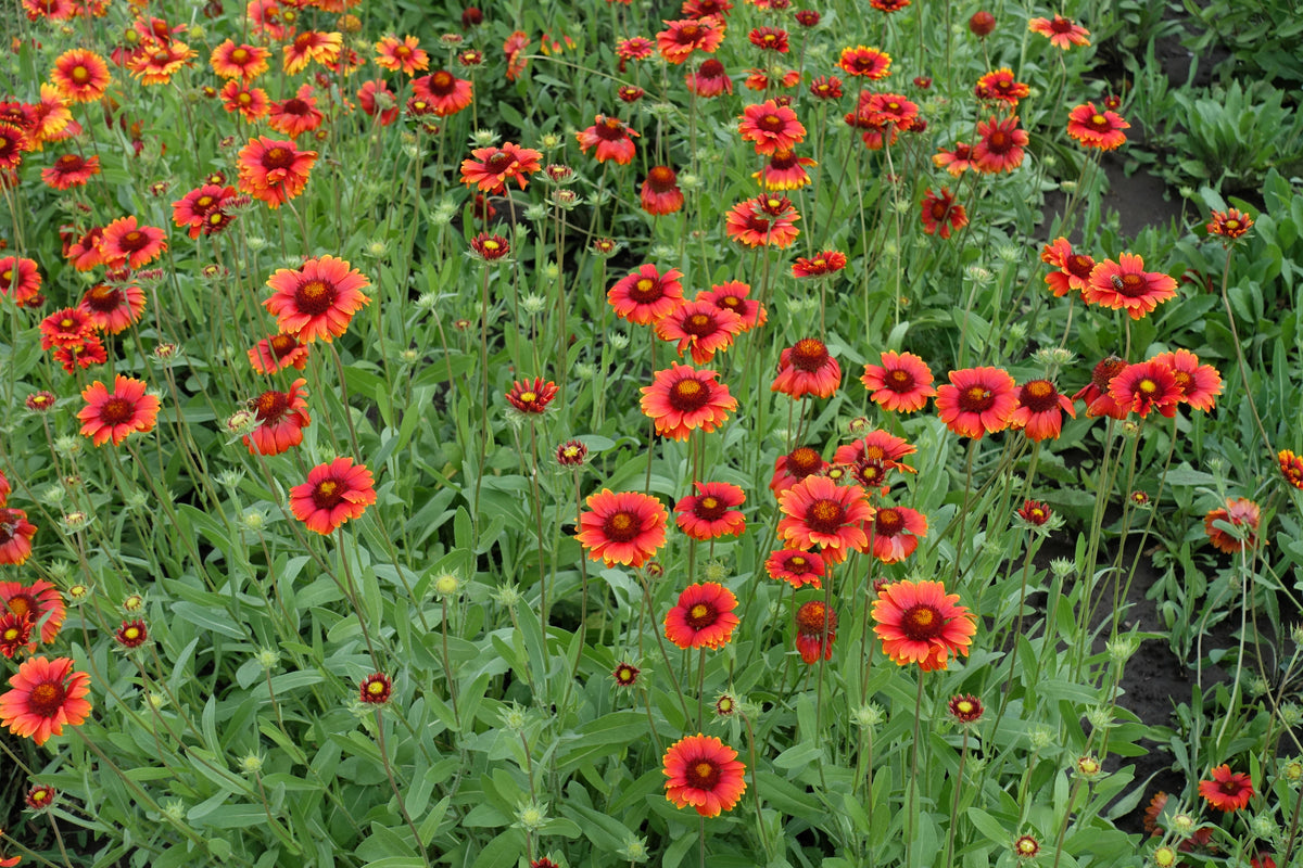 50 semillas de flor de manta india roja GAILLARDIA BORGOÑA