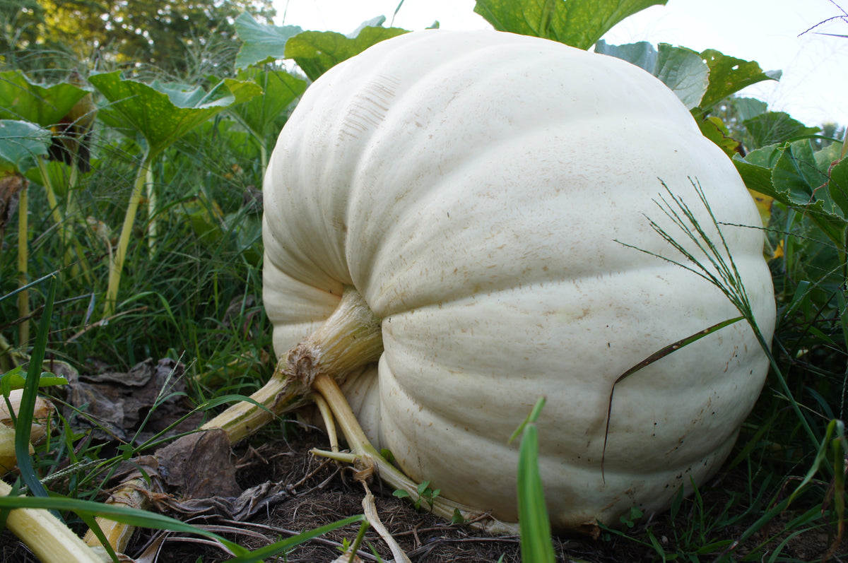 5 WHITE CASPER PUMPKIN White Skin Orange Flesh Cucurbita Maxima Vegetable Seeds