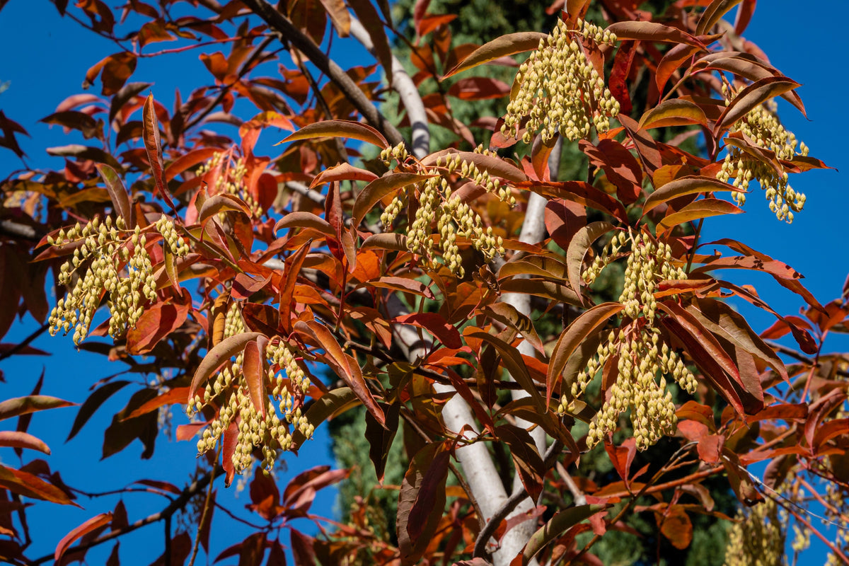 50 semillas de flores de lirio de los valles (acedera agria, Oxydendrum arboreum)