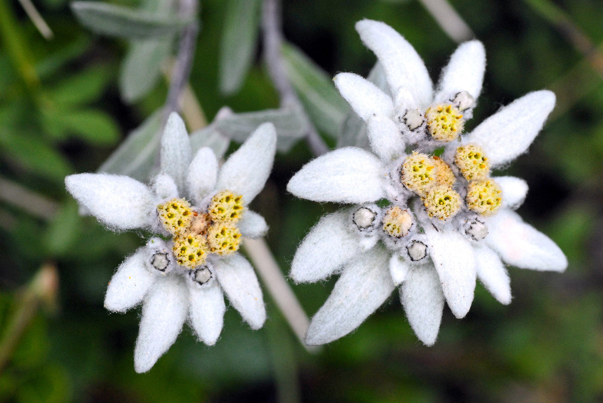 50 semillas de flor blanca de EDELWEISS Leontopodium Alpinum