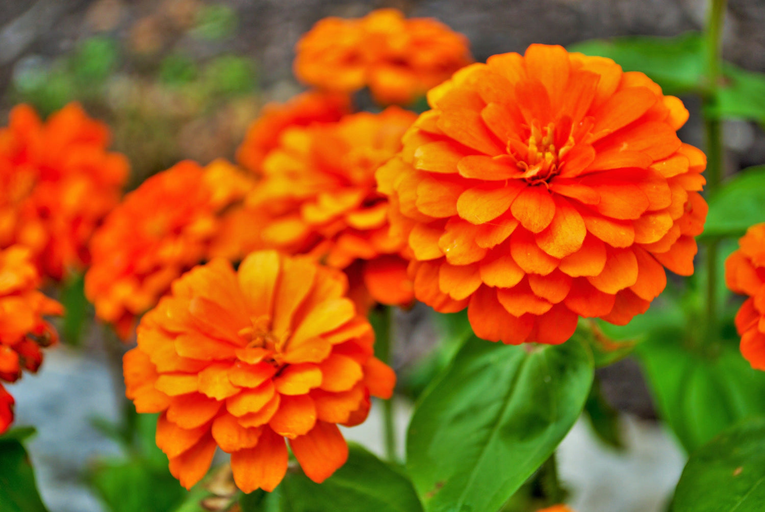 250 semillas de flores de ZINNIA REY NARANJA Elegans