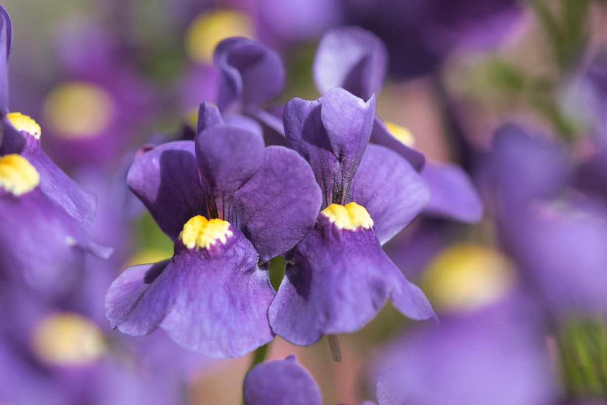 50 semillas de flores de Nemesia Strumosa, gema azul