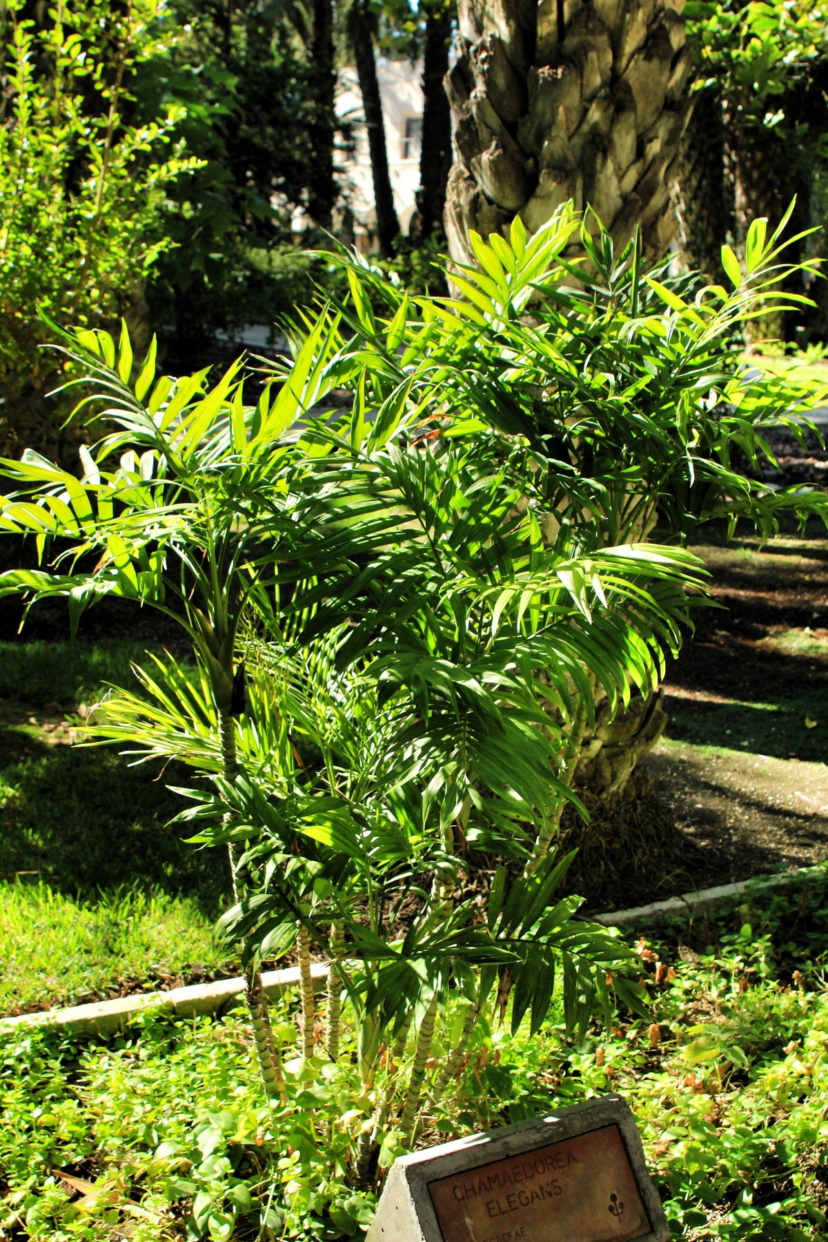 15 semillas de palmera de salón Neanthe Bella Palm Chamaedorea Elegans, planta de interior arbórea