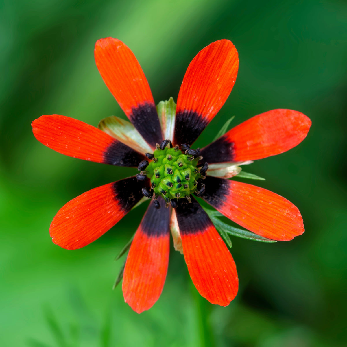 10 semillas de Adonis Aestivalis, flores rojas y negras, ojo de faisán de Adonis