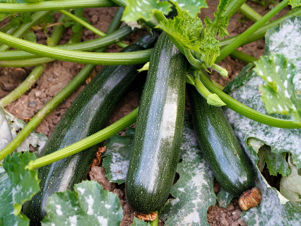 50 semillas de calabacín Black Beauty, calabaza de verano, Cucurbita Pepo