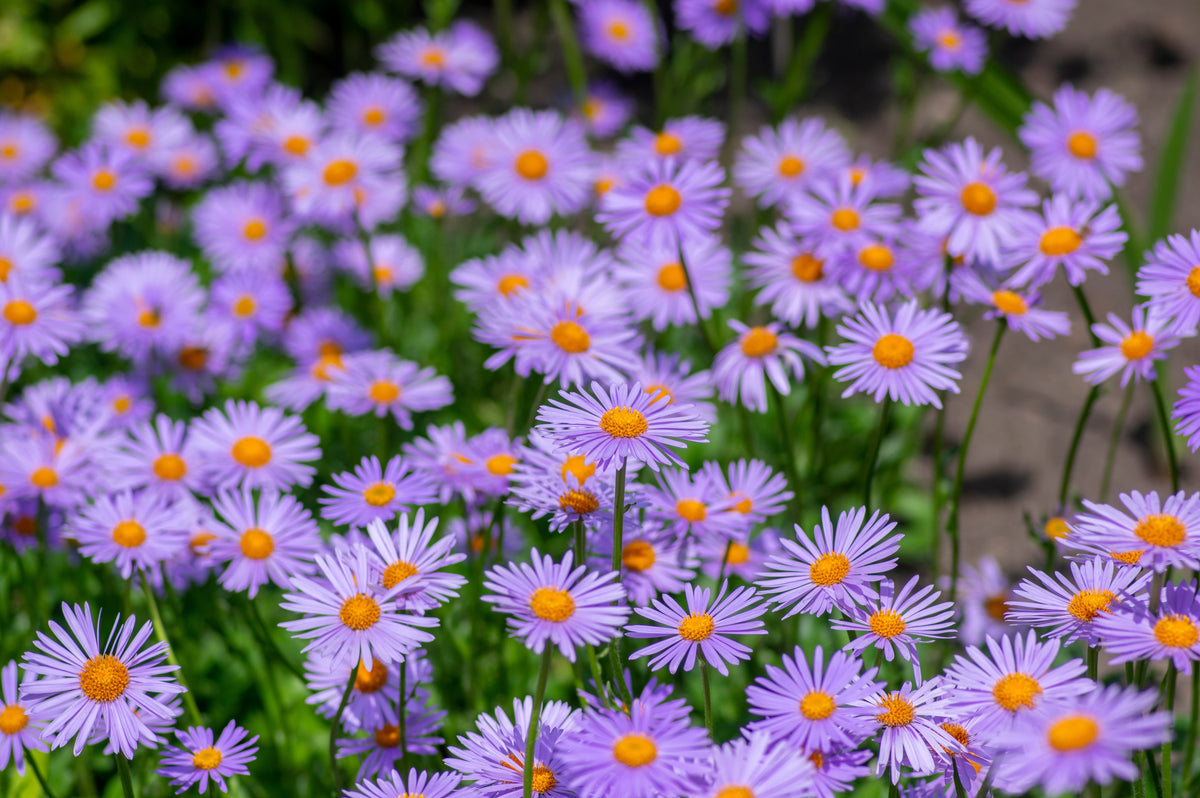 50 semillas de flores de aster Tongolensis de las Indias Orientales azules