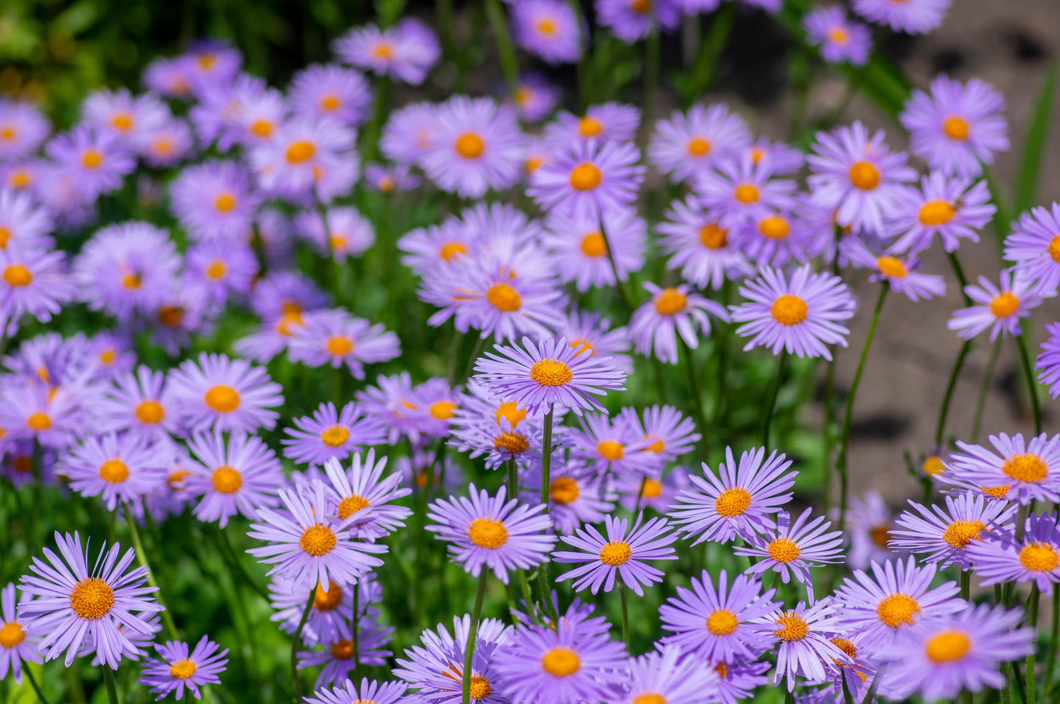 50 semillas de flores de aster Tongolensis de las Indias Orientales azules