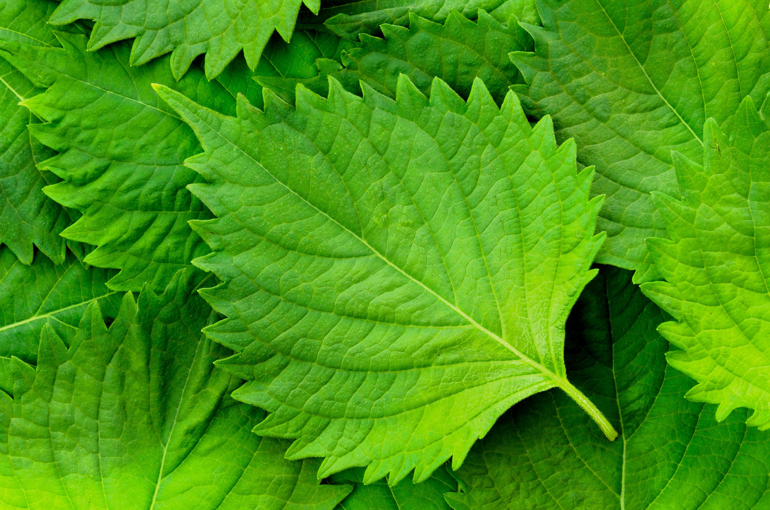 300 semillas de hierba ornamental SHISO VERDE, también conocida como PERILLA Frutescens, verde y morada