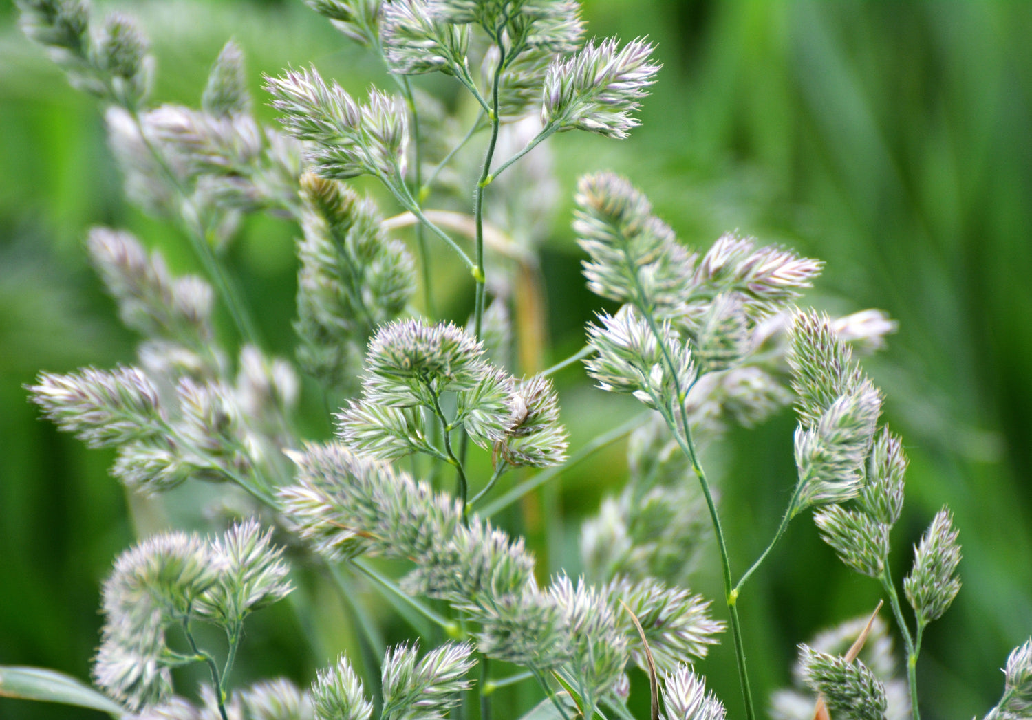 3000 QUICKDRAW ORCHARDGRASS Hierba para gatos Hierba para mascotas Dactilo Estación fría Sol o sombra Dactylis Glomerata Hierba perenne Semillas de césped Quick Draw