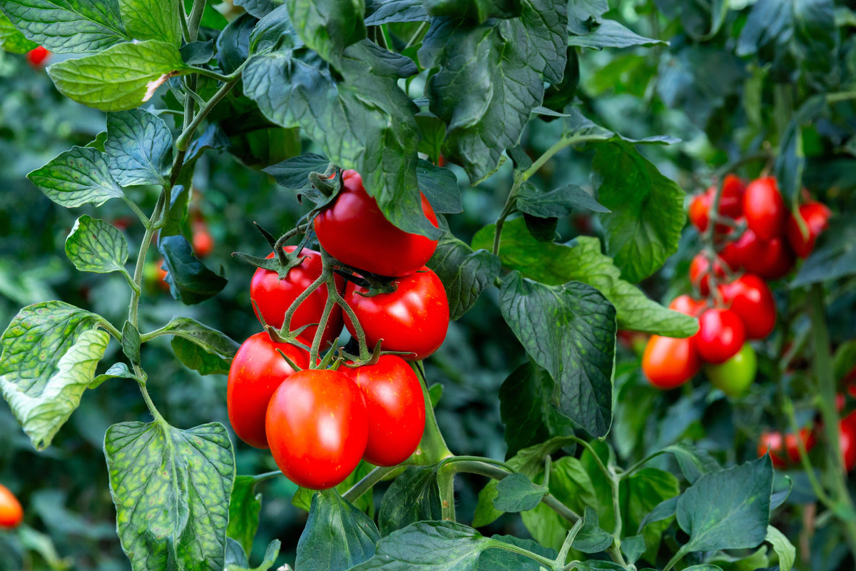 50 semillas orgánicas de tomate en pasta AMISH, tipo Roma, Lycopersicon, fruta y verdura.