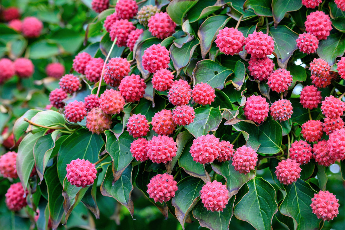 5 Semillas de árboles de flores ornamentales de Cornus Capitata Angustata Kousa de MADERA ROSA